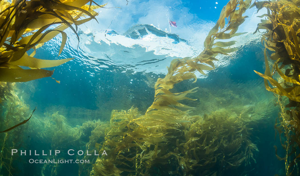 Dive boat Magician and kelp forest. Giant kelp, the fastest growing plant on Earth, reaches from the rocky bottom to the ocean's surface like a submarine forest. Catalina Island, California, USA, natural history stock photograph, photo id 34165