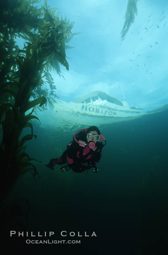 Diver amidst kelp forest. San Clemente Island, California, USA, natural history stock photograph, photo id 03465