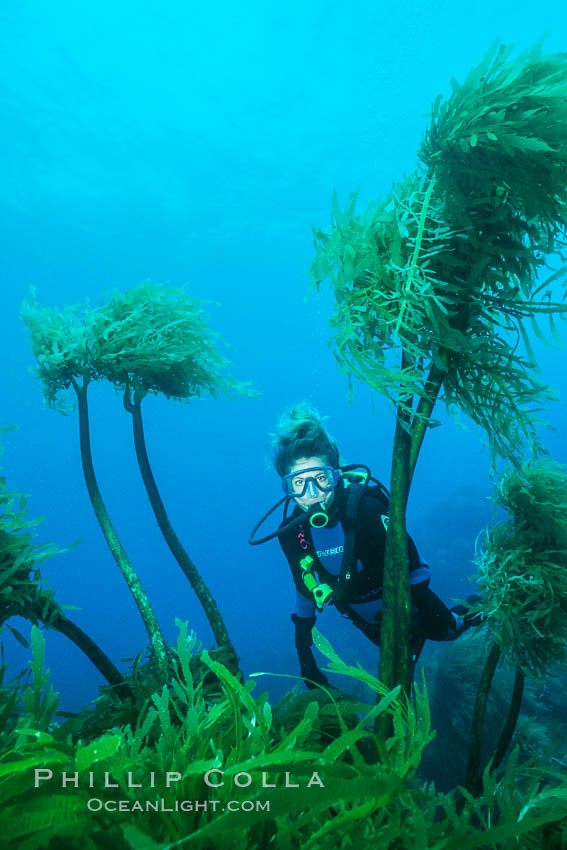 Palm kelp. Southern sea palm. Guadalupe Island (Isla Guadalupe), Baja California, Mexico, Eisenia arborea, natural history stock photograph, photo id 01249