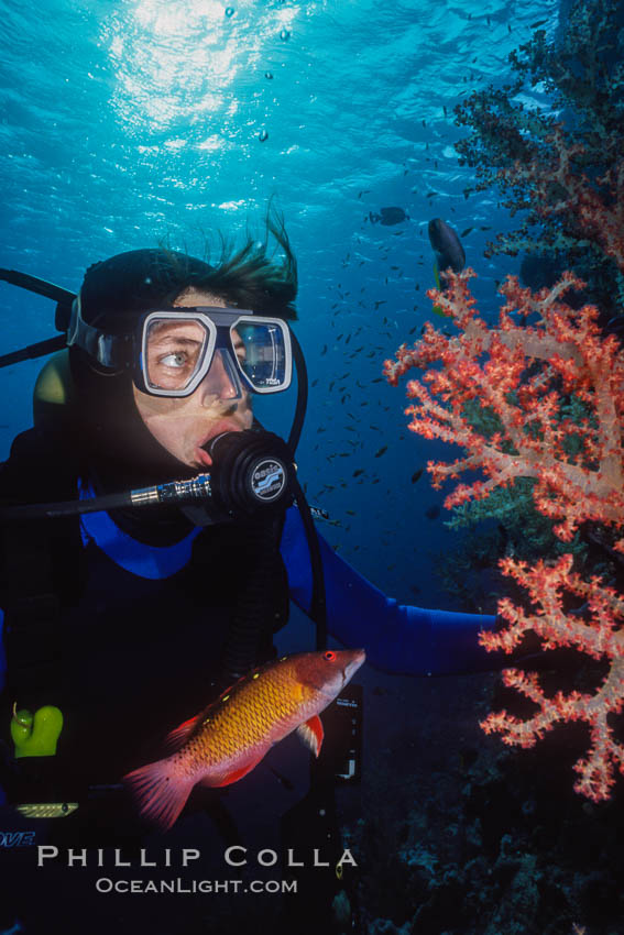 Diver and alcyonarian soft coral, Northern Red Sea. Egyptian Red Sea, natural history stock photograph, photo id 01491