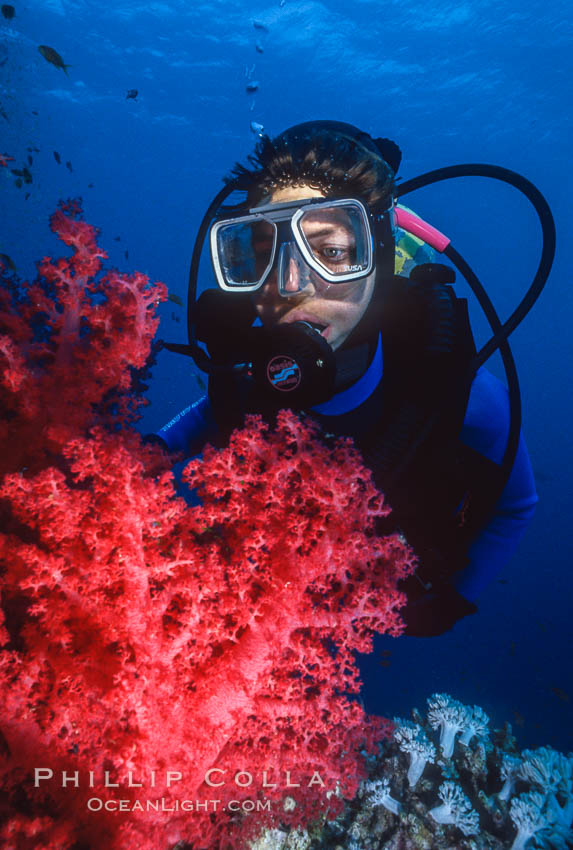 Diver and alcyonarian soft coral, Northern Red Sea. Egyptian Red Sea, natural history stock photograph, photo id 36251