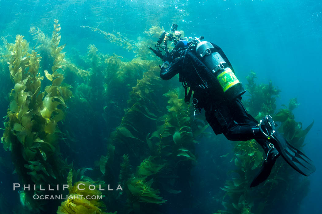 Diver and Kelp Forest, Catalina Island., natural history stock photograph, photo id 37152