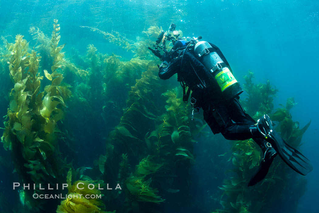 Diver and Kelp Forest, Catalina Island Diver and Kelp Forest, Catalina Island