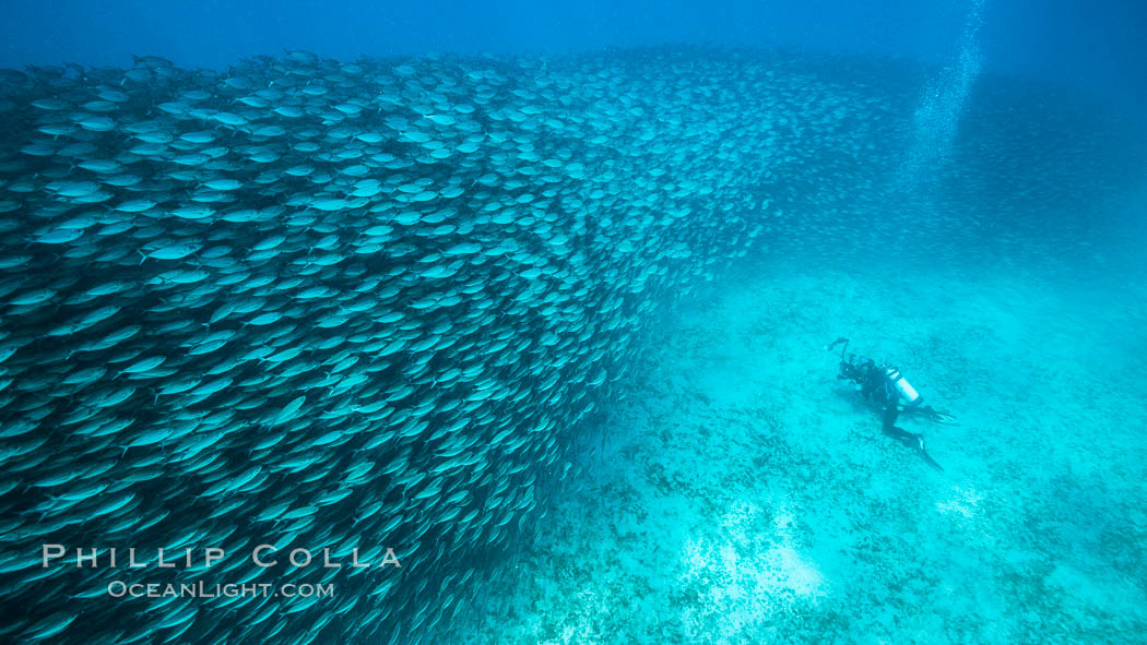 Diver and Large School of Scad, Isla Partida, Sea of Cortez. Baja California, Mexico, natural history stock photograph, photo id 32588