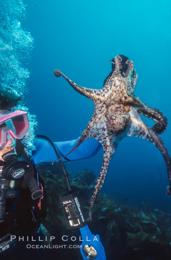 Diver and Octopus, Farnsworth Banks. Catalina Island, California, USA, natural history stock photograph, photo id 36271