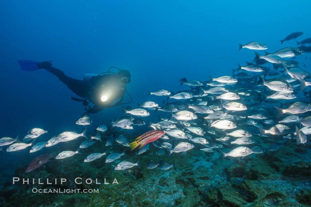 Diver and Schooling Fish, Galapagos Islands. Ecuador, natural history stock photograph, photo id 36274