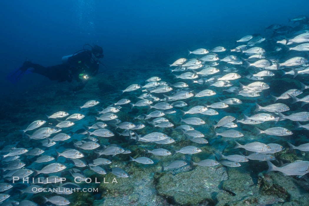 Diver and Schooling Fish, Galapagos Islands. Ecuador, natural history stock photograph, photo id 36272