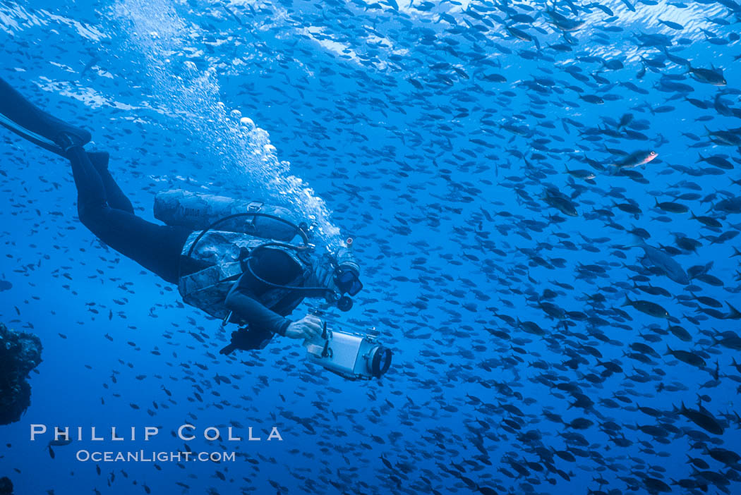 Diver and Schooling Fish, Galapagos Islands. Ecuador, natural history stock photograph, photo id 36281