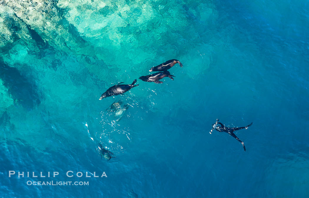 Diver and sea lions, Las Animas island, aerial photo, Sea of Cortez., Zalophus californianus, natural history stock photograph, photo id 37346