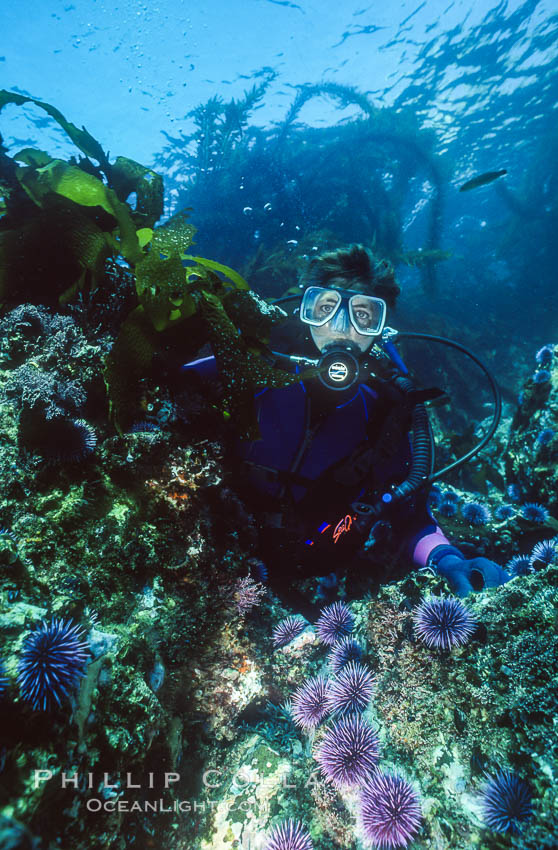 Diver and Sea Urchins, Laguna Beach. California, USA, natural history stock photograph, photo id 36268
