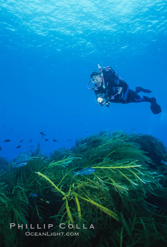 Diver and Southern Sea Palms, Guadalupe Island, Mexico. Guadalupe Island (Isla Guadalupe), Baja California, natural history stock photograph, photo id 36175