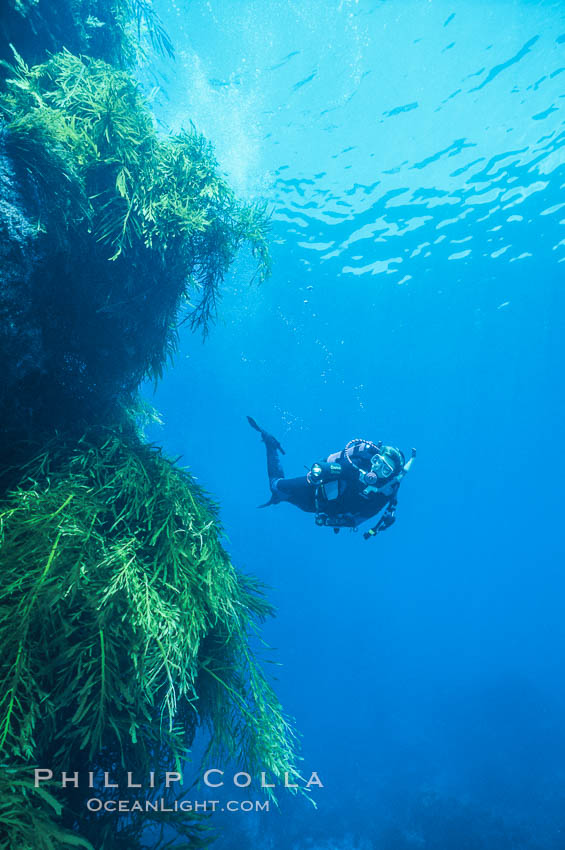 Diver and Southern Sea Palms, Guadalupe Island, Mexico. Guadalupe Island (Isla Guadalupe), Baja California, natural history stock photograph, photo id 36179