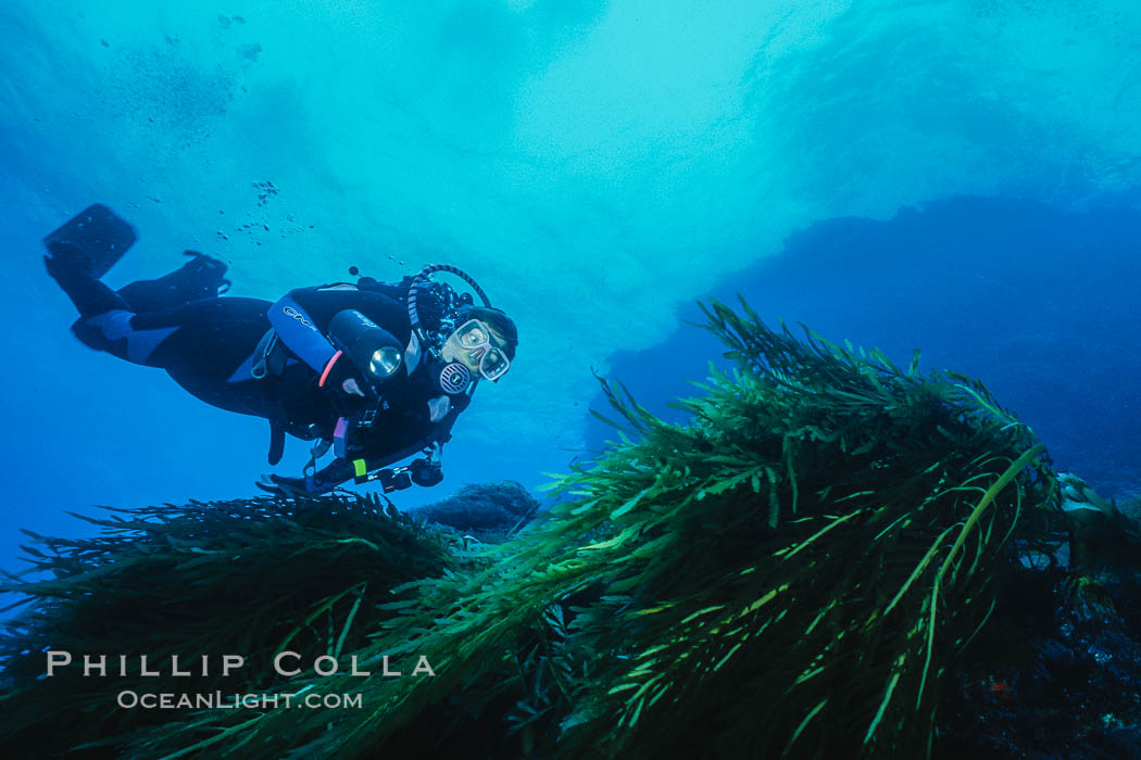 Diver and Southern Sea Palms, Guadalupe Island, Mexico. Guadalupe Island (Isla Guadalupe), Baja California, natural history stock photograph, photo id 36173