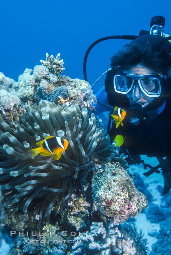 Clownfish. Egyptian Red Sea, natural history stock photograph, photo id 00374