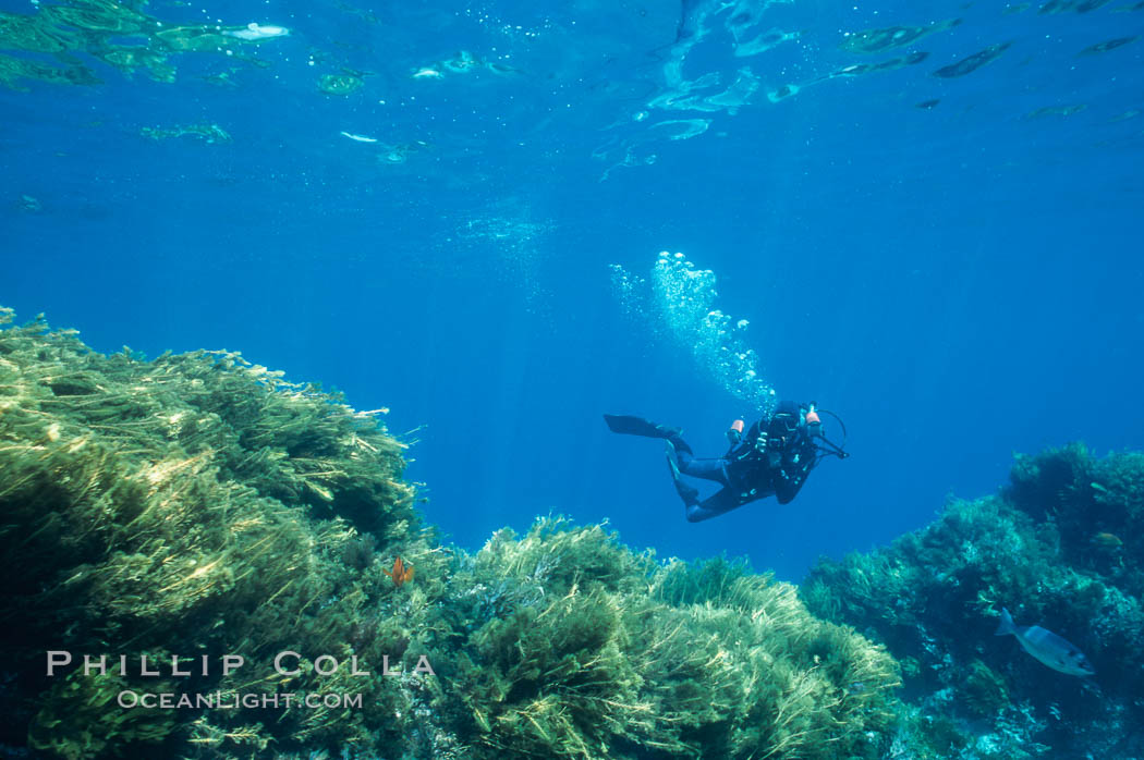 Diver, reef and kelp. Guadalupe Island (Isla Guadalupe), Baja California, Mexico, Stephanocystis dioica, natural history stock photograph, photo id 02384