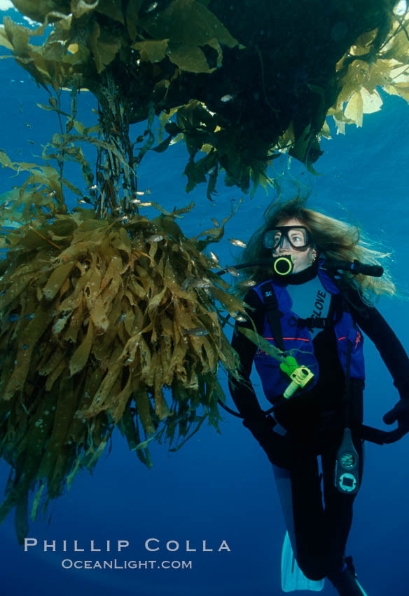 Diver and juvenile inshore fish, offshore drift kelp. San Diego, California, USA, natural history stock photograph, photo id 01099