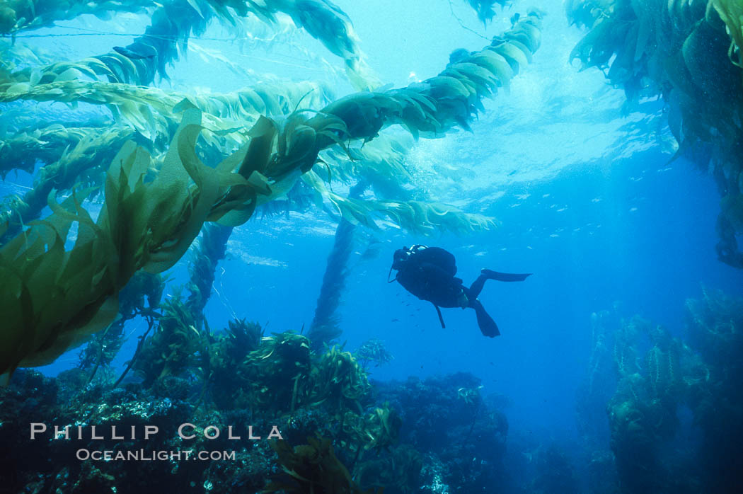 Diver and kelp. San Clemente Island, California, USA, natural history stock photograph, photo id 00264