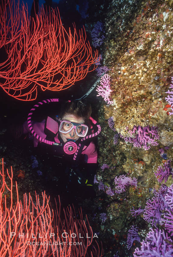 Diver, reef and gorgonians. San Clemente Island, California, USA, natural history stock photograph, photo id 02983