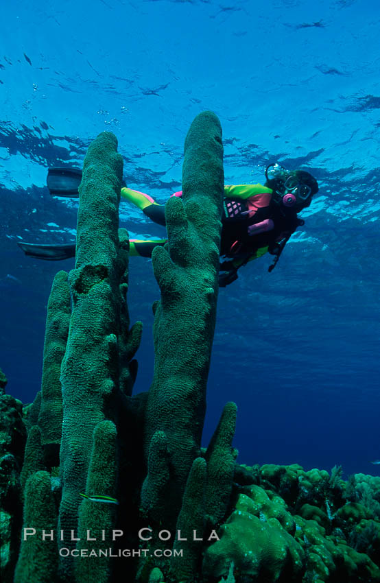 Diver and pillar coral. Roatan, Honduras, natural history stock photograph, photo id 01118