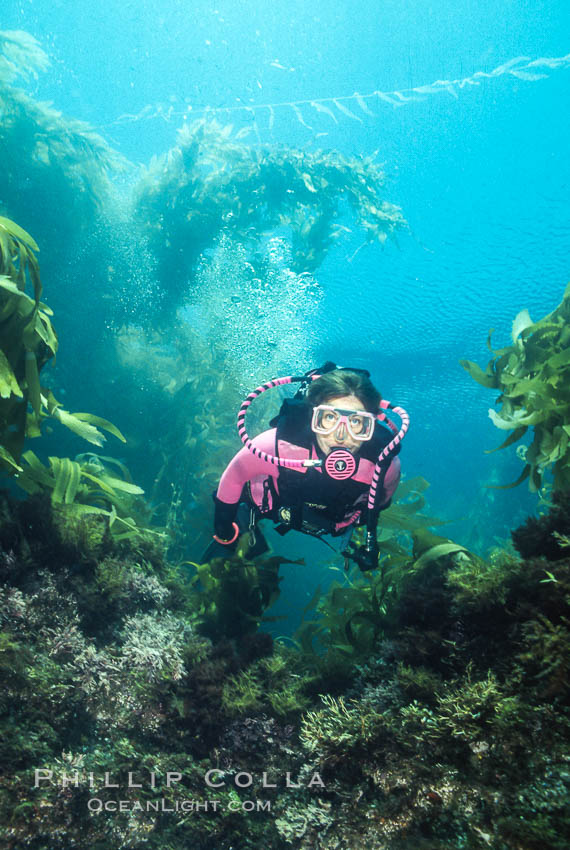 Claudia glides through giant kelp, San Clemente Island. California, USA, natural history stock photograph, photo id 01101