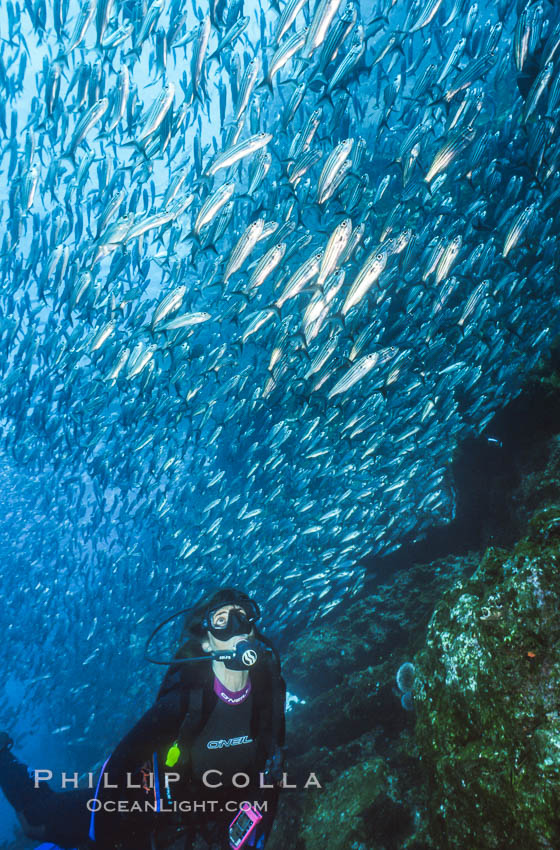 Diver and schooling fish. Galapagos Islands, Ecuador, natural history stock photograph, photo id 03478