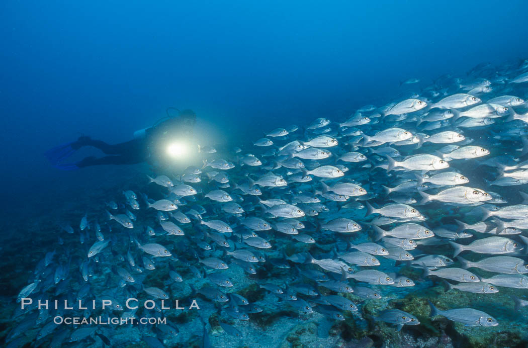 Diver and schooling fish. Galapagos Islands, Ecuador, natural history stock photograph, photo id 03468