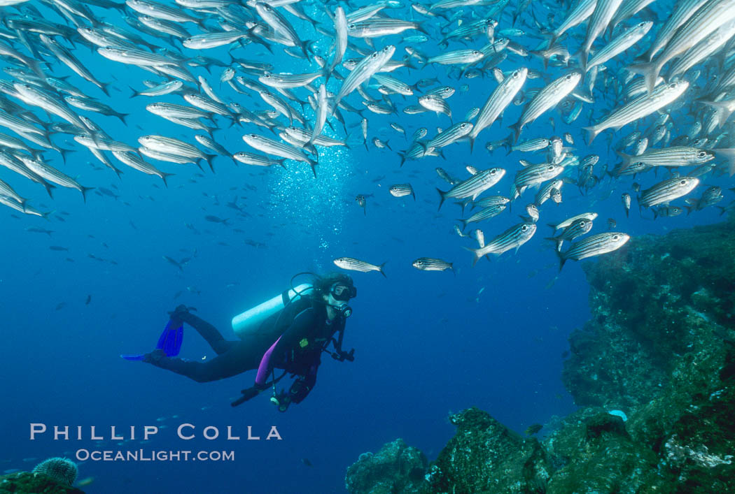 Diver and schooling fish. Galapagos Islands, Ecuador, natural history stock photograph, photo id 03477