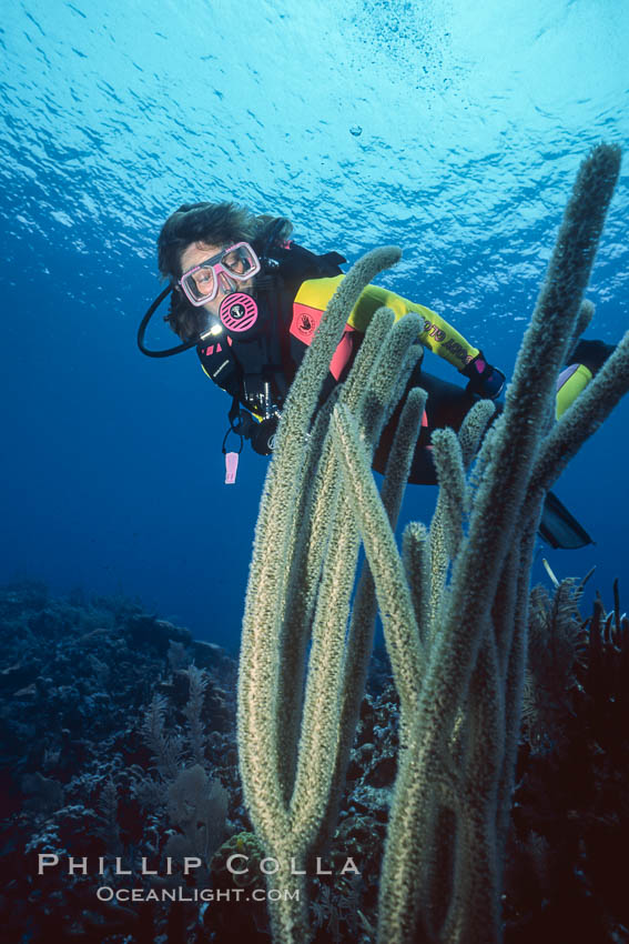 Diver and whip coral. Roatan, Honduras, natural history stock photograph, photo id 01122