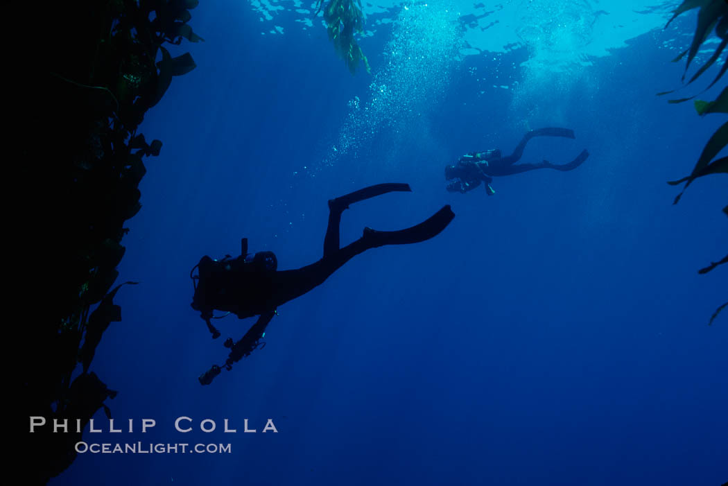 Divers. San Clemente Island, California, USA, natural history stock photograph, photo id 01259