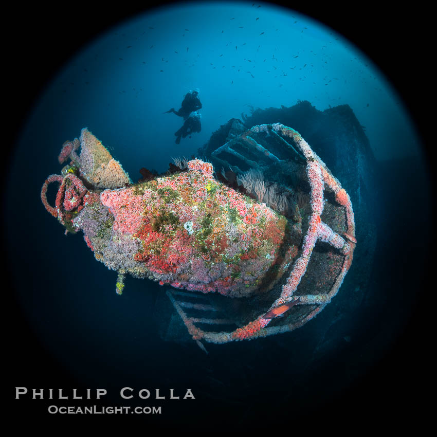 Divers Swim Over the Wreck of the HMCS Yukon in San Diego.  Deliberately sunk in 2000 at San Diego's Wreck Alley to form an artifical reef, the HMCS Yukon is a 366-foot-long former Canadian destroyer.  It is encrusted with a variety of invertebrate life, including Cornyactis anemones which provide much of the color seen here. California, USA, natural history stock photograph, photo id 39474