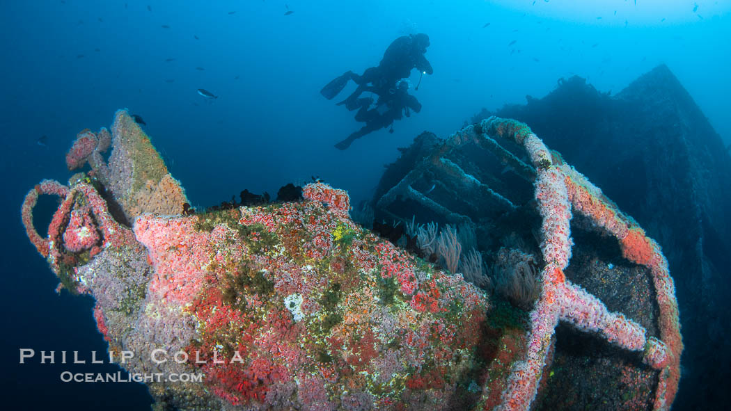 Divers Swim Over the Wreck of the HMCS Yukon in San Diego.  Deliberately sunk in 2000 at San Diego's Wreck Alley to form an artifical reef, the HMCS Yukon is a 366-foot-long former Canadian destroyer.  It is encrusted with a variety of invertebrate life, including Cornyactis anemones which provide much of the color seen here. California, USA, natural history stock photograph, photo id 39475