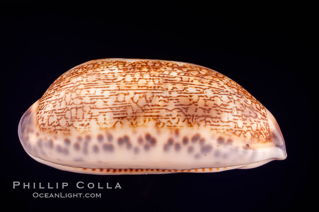 Dog-Rose Cowrie., Cypraea eglantina, natural history stock photograph, photo id 08070