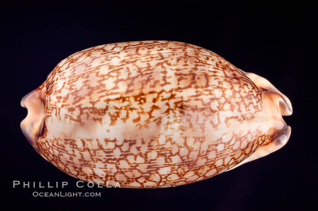 Dog-Rose Cowrie., Cypraea eglantina perconfusa, natural history stock photograph, photo id 08146