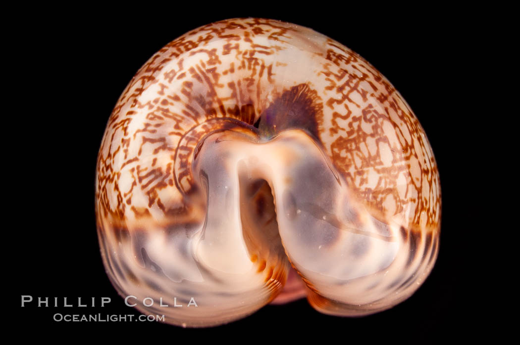 Dog-Rose Cowrie., Cypraea eglantina perconfusa, natural history stock photograph, photo id 08150