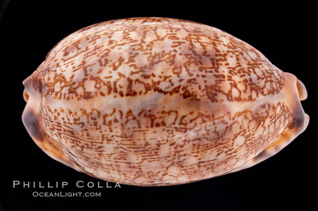 Dog-Rose Cowrie., Cypraea eglantina, natural history stock photograph, photo id 08446