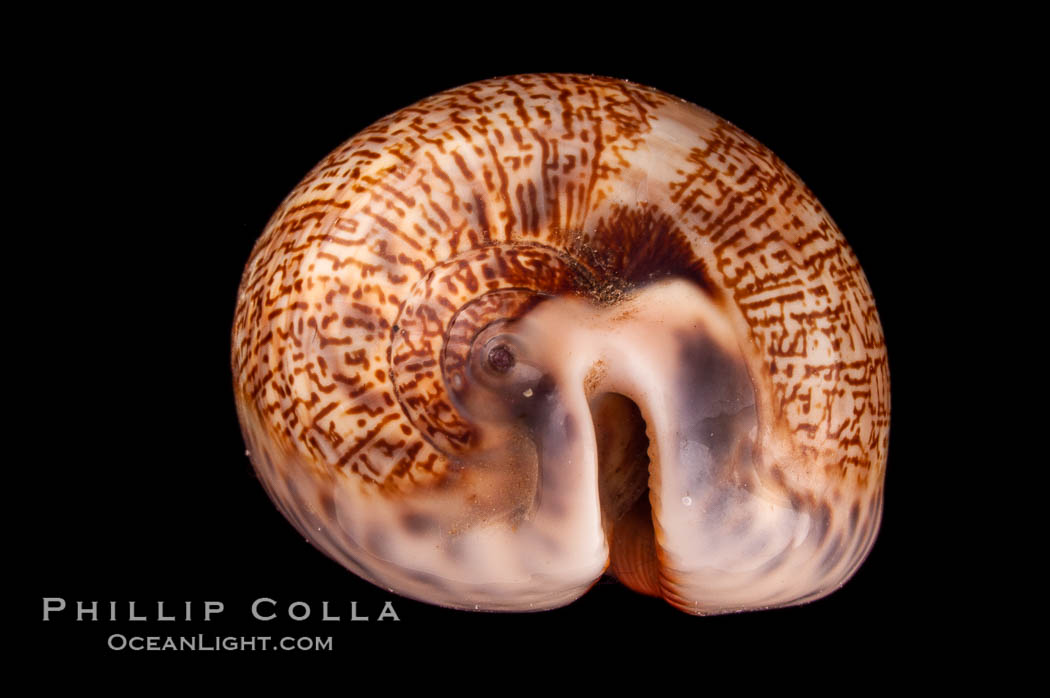 Dog-Rose Cowrie., Cypraea eglantina, natural history stock photograph, photo id 08072