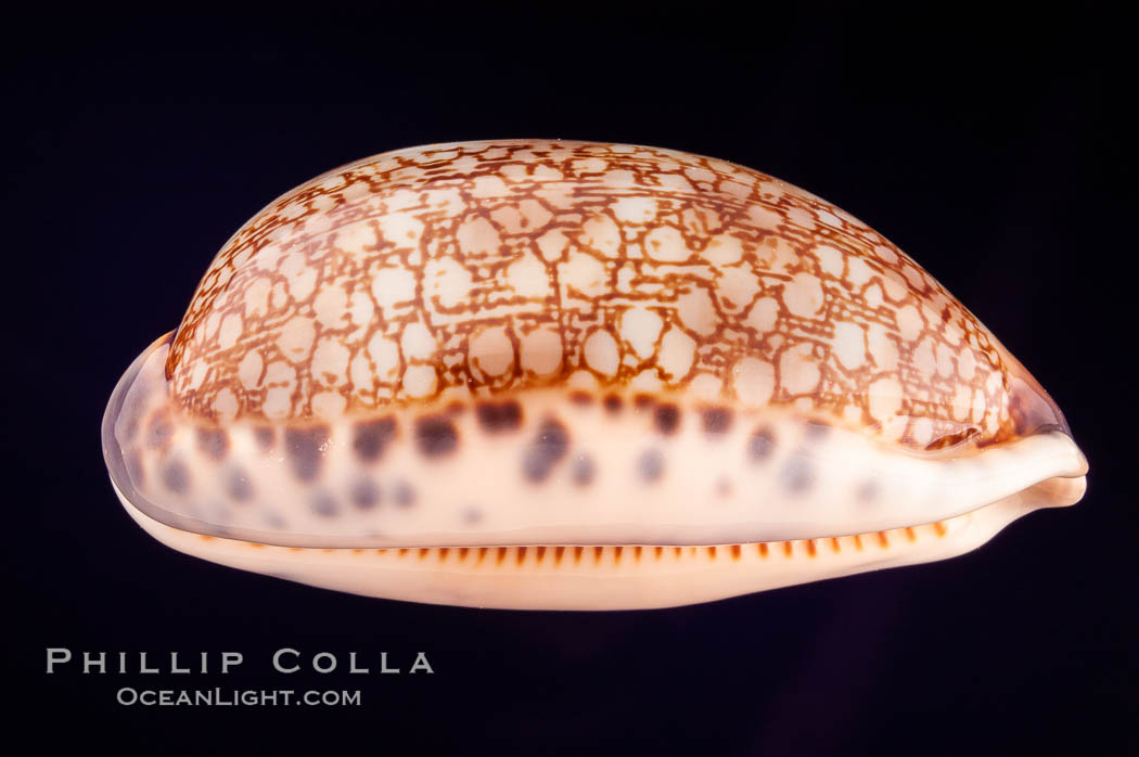 Dog-Rose Cowrie., Cypraea eglantina perconfusa, natural history stock photograph, photo id 08148