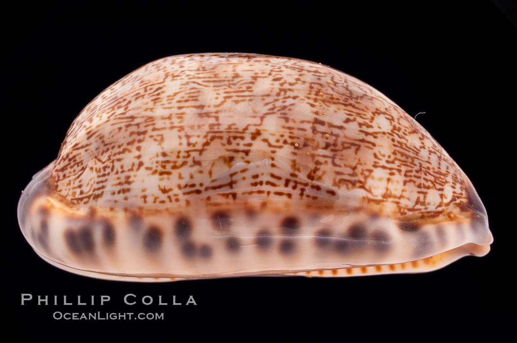 Dog-Rose Cowrie., Cypraea eglantina, natural history stock photograph, photo id 08448