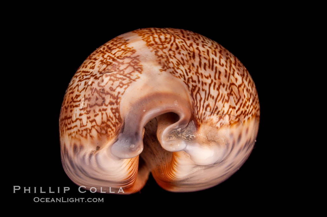 Dog-Rose Cowrie., Cypraea eglantina, natural history stock photograph, photo id 08071