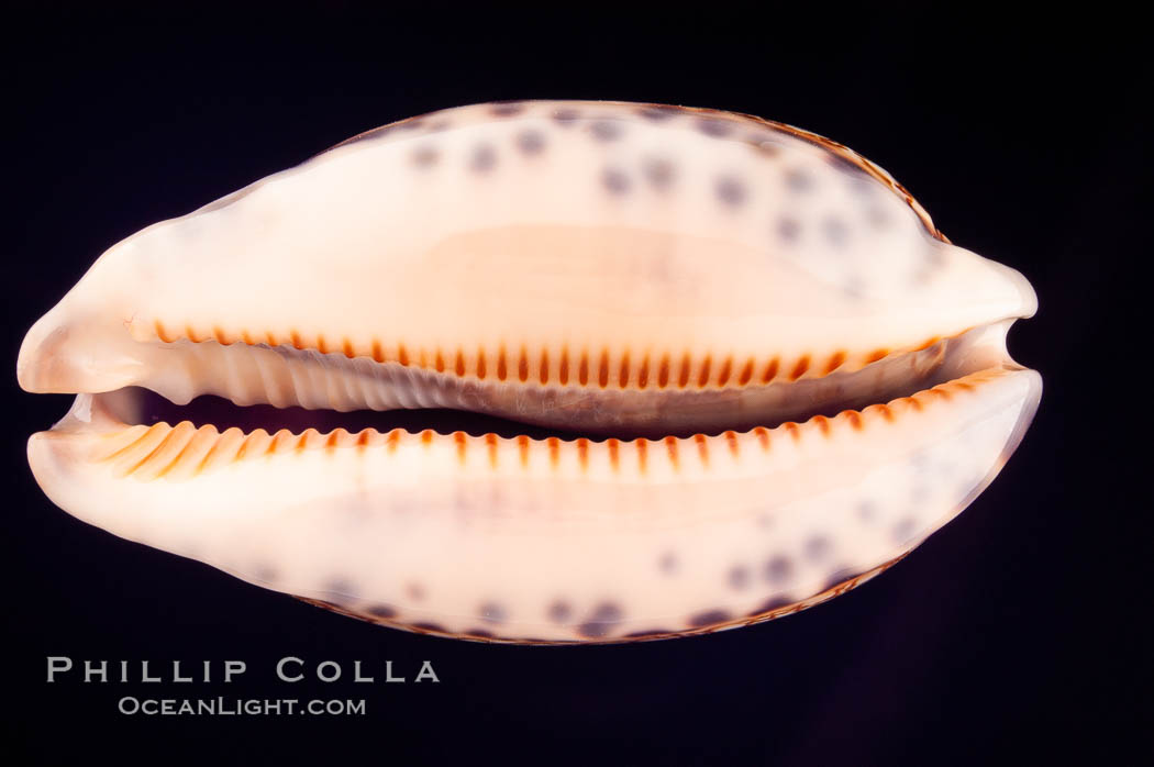 Dog-Rose Cowrie., Cypraea eglantina perconfusa, natural history stock photograph, photo id 08147