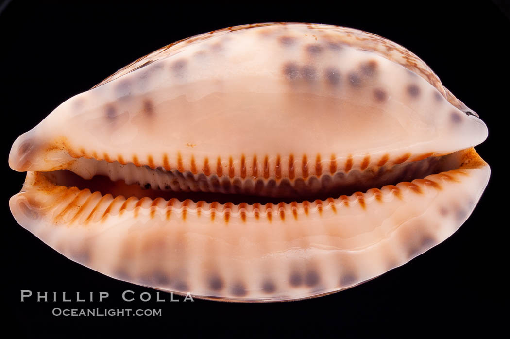 Dog-Rose Cowrie., Cypraea eglantina, natural history stock photograph, photo id 08447