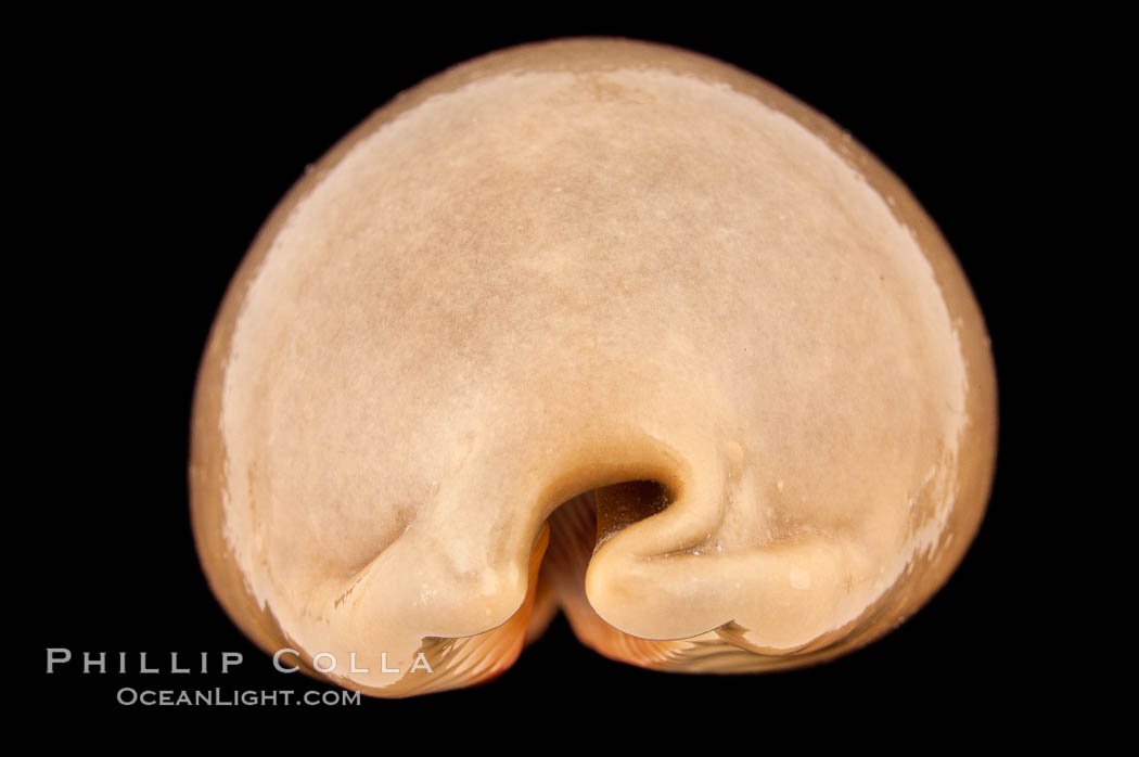 Dog-Rose Cowrie., Cypraea eglantina griseoformis, natural history stock photograph, photo id 08791