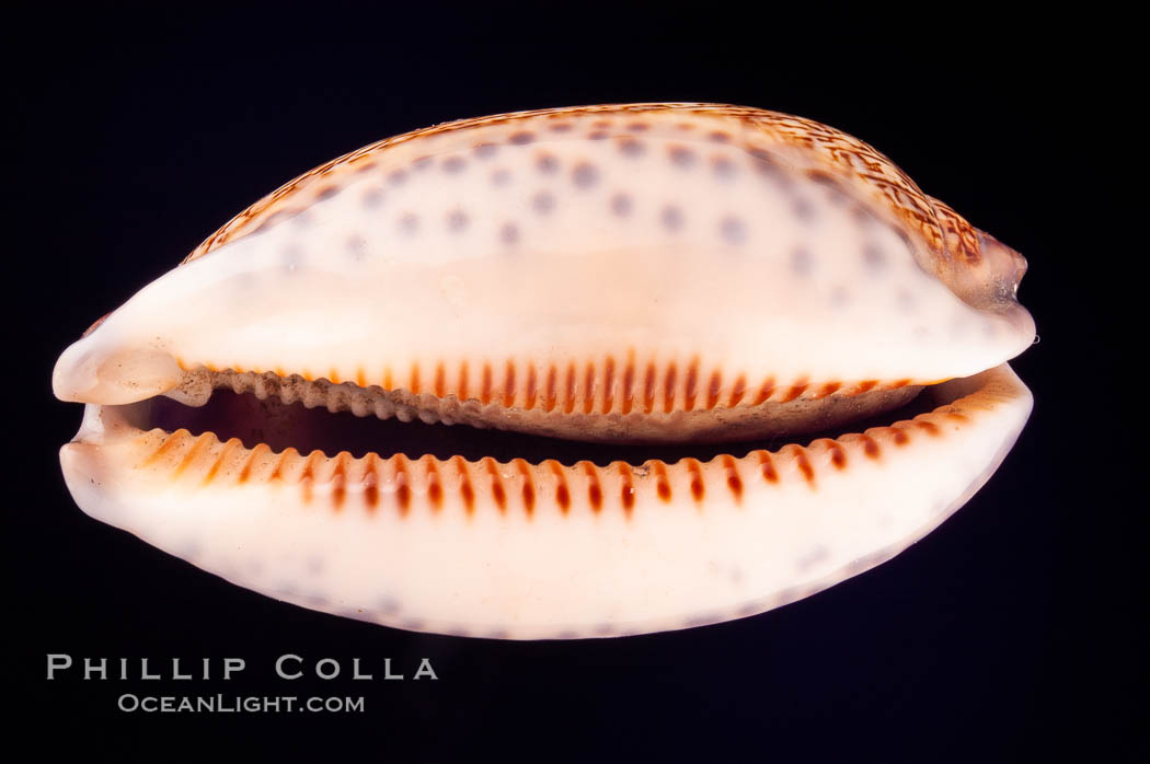 Dog-Rose Cowrie., Cypraea eglantina, natural history stock photograph, photo id 08069