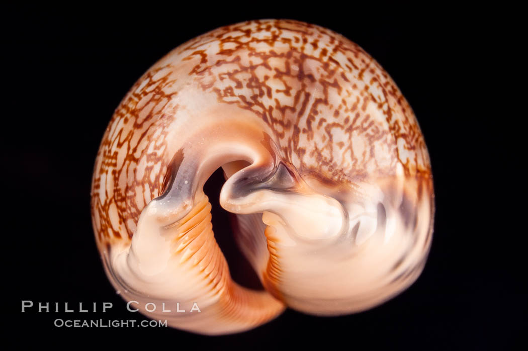 Dog-Rose Cowrie., Cypraea eglantina perconfusa, natural history stock photograph, photo id 08149