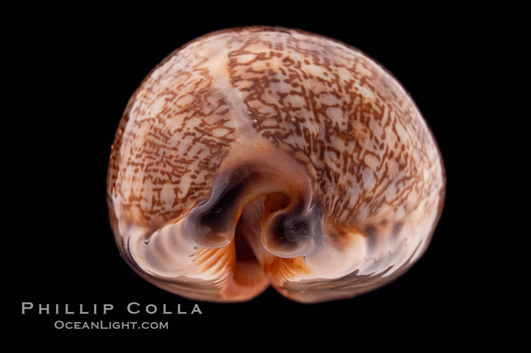 Dog-Rose Cowrie., Cypraea eglantina, natural history stock photograph, photo id 08449