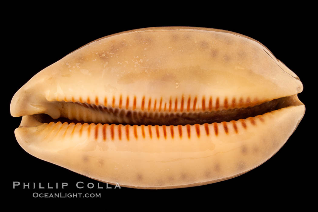 Dog-Rose Cowrie., Cypraea eglantina griseoformis, natural history stock photograph, photo id 08789