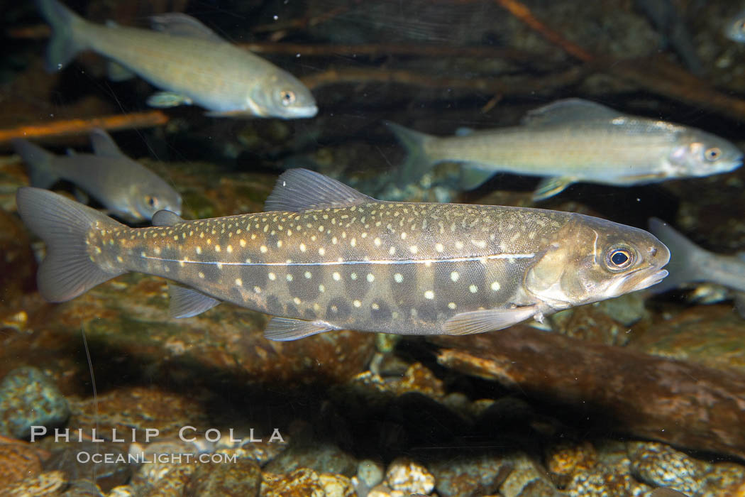 Dolly varden., Salvelinus malma, natural history stock photograph, photo id 16951