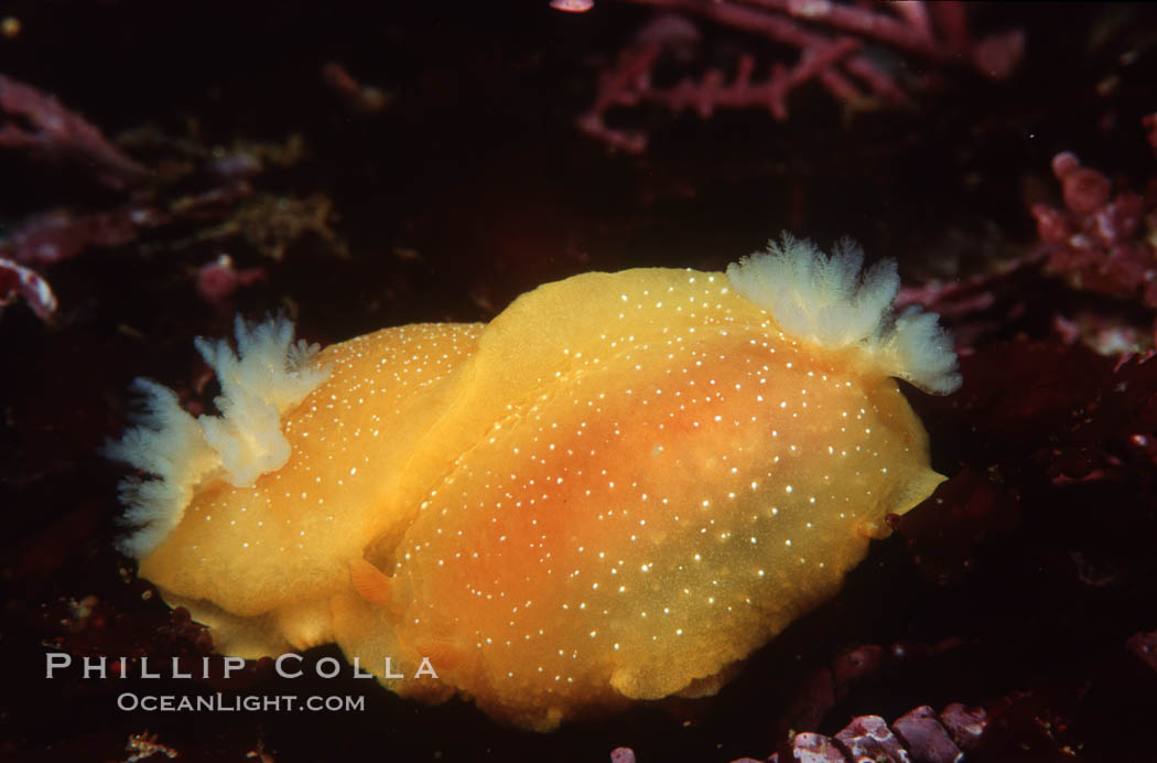 Nudibranchs mating. San Miguel Island, California, USA, Doriopsilla albopunctata, natural history stock photograph, photo id 05311