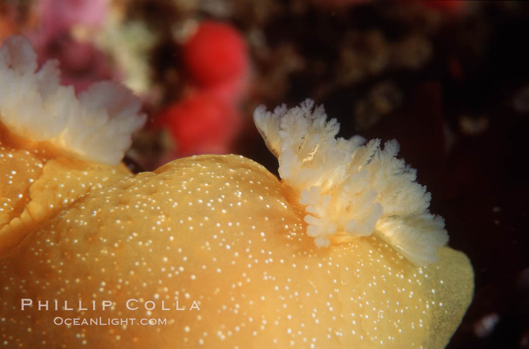 Nudibranch San Miguel Island. California, USA, Doriopsilla albopunctata, natural history stock photograph, photo id 05313