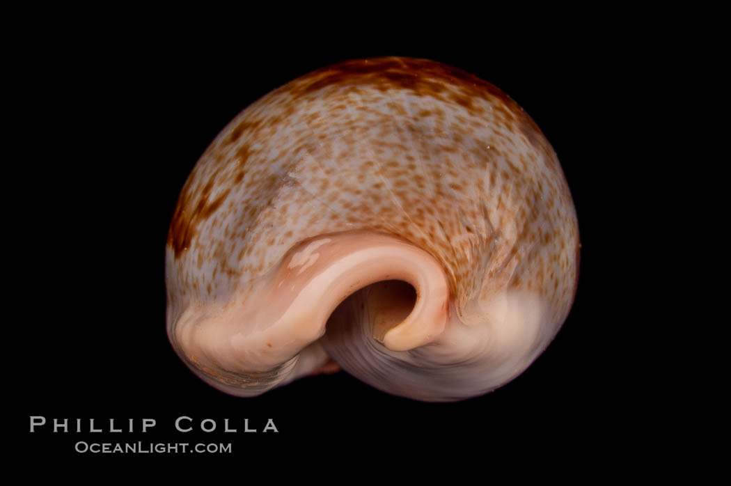 Dorsal-Blotched Greenish Cowrie., Cypraea subviridis dorsalis, natural history stock photograph, photo id 08050